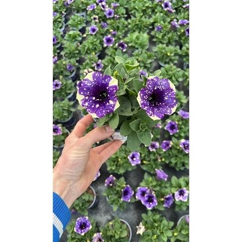 32126 ПЕТУНИЯ BONNIE VIOLET CREAM SKY