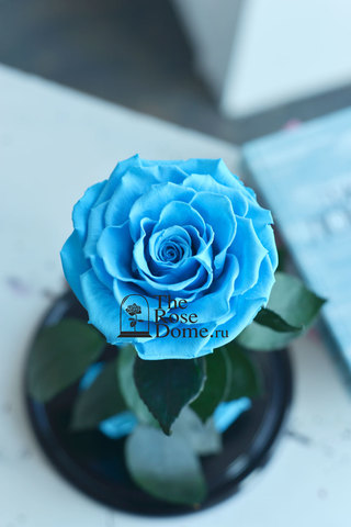 Роза в колбе кинг голубая