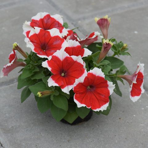 S6063 Петуния кустовая Grandiflora DREAMS RED PICOTEE 100 шт.