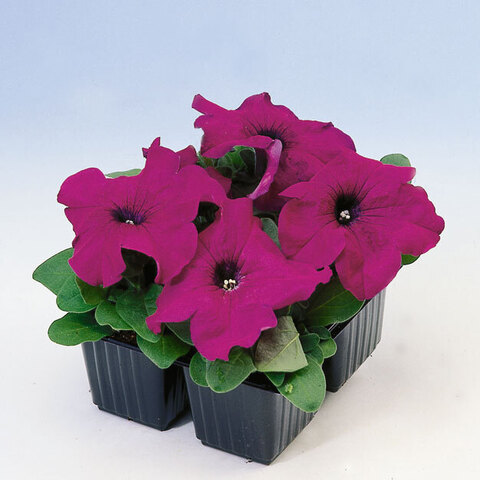 S6074 Петуния кустовая Grandiflora EZ RIDER® ROSE 100 шт.