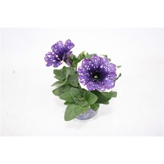 32126 ПЕТУНИЯ BONNIE VIOLET CREAM SKY