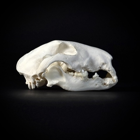 Череп собаки