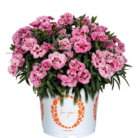 1659 Гвоздика Sprint Pink (Macy) (Весна 2026)