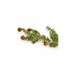 CdS. Цуга (Tsuga canadensis) - 5 ml