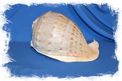 Коллекционная морская раковина Кассис тесселлата (Cassis tessellata) 1шт. 26см.