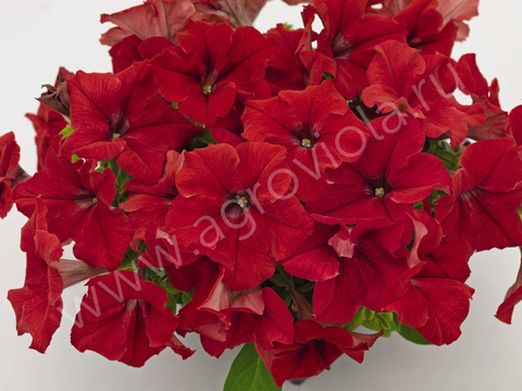 S60135 Петуния кустовая Grandiflora Succes!HD Red 10шт.