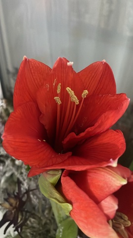 Гиппеаструм в вельвете бордовый с декором