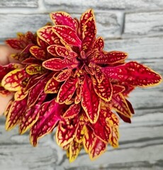 Marrakesh колеус КСР