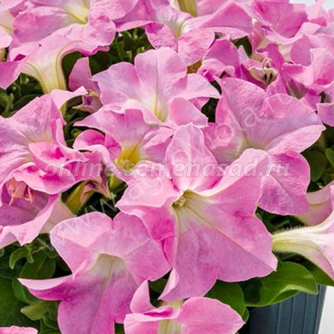 S60136 Петуния кустовая Grandiflora Success!HD Light Pink 10шт.