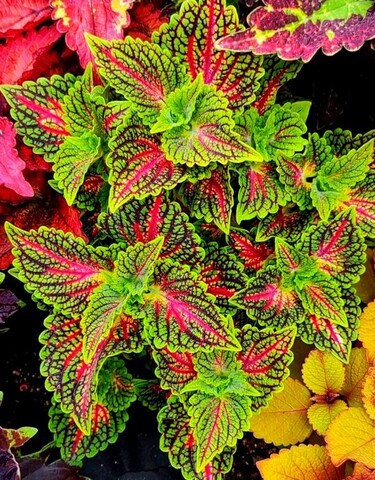 Spacecake колеус КСР