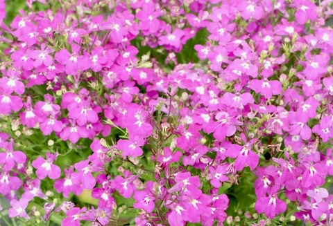 2365 Лобелия HOT + Pretty Heaven (Весна 2026)