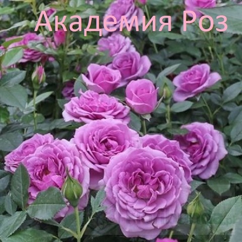Лавендер Фловер Циркус (Lavender Flower Circus)
