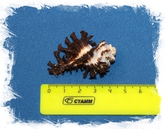 Мурекс Скорпио (Homalocantha scorpio)