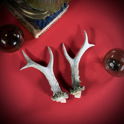 Рожки косули