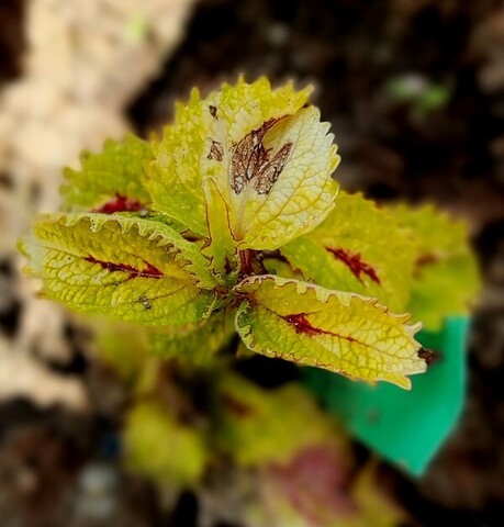 Тамара колеус