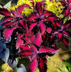 Royalty колеус КСР