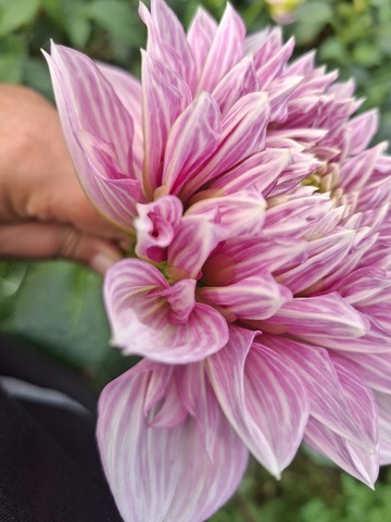 Георгин Лавандео