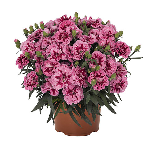 1660 Гвоздика Arabella Pink 2022 (Весна 2026)