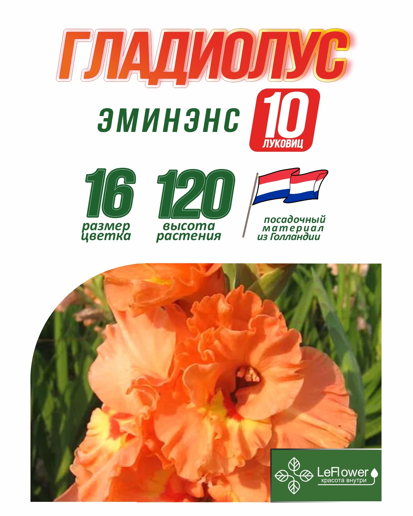 Гладиолус Луковица, Эминэнс, 10 шт – купить за 415 ₽ | LeFlowers.ru