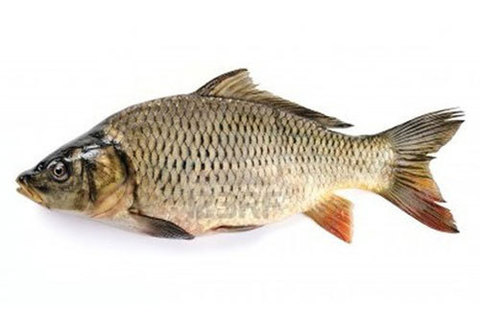 Сазан охлажденный НЕПОТРОШЕНЫЙ~2кг