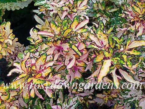 Sparkler колеус КСР