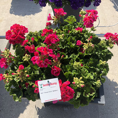 2818 Пеларгония зональная PAC FLOWER FAIRY BERRY         (Весна 2026)