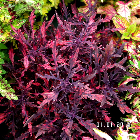 Рубиновая россыпь LO колеус