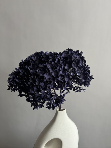 Гортензия стабилизированная фиолетовая