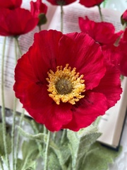 Мак искусственный, бархатистая ножка, 3 цветка + 1 бутон на ветке, 60 см, набор 3 ветки.