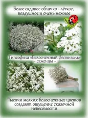 Почвопокровные и ампельные