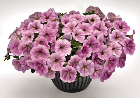 S5717 Петуния ампельная Success Silver Vein 5шт.
