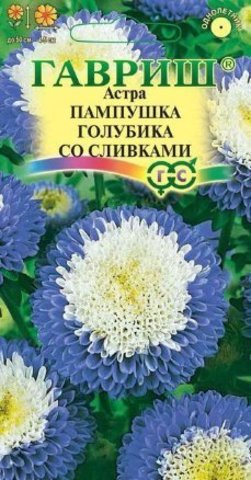 Астра Пампушка голубика со сливками 0,3 г (помпонная)