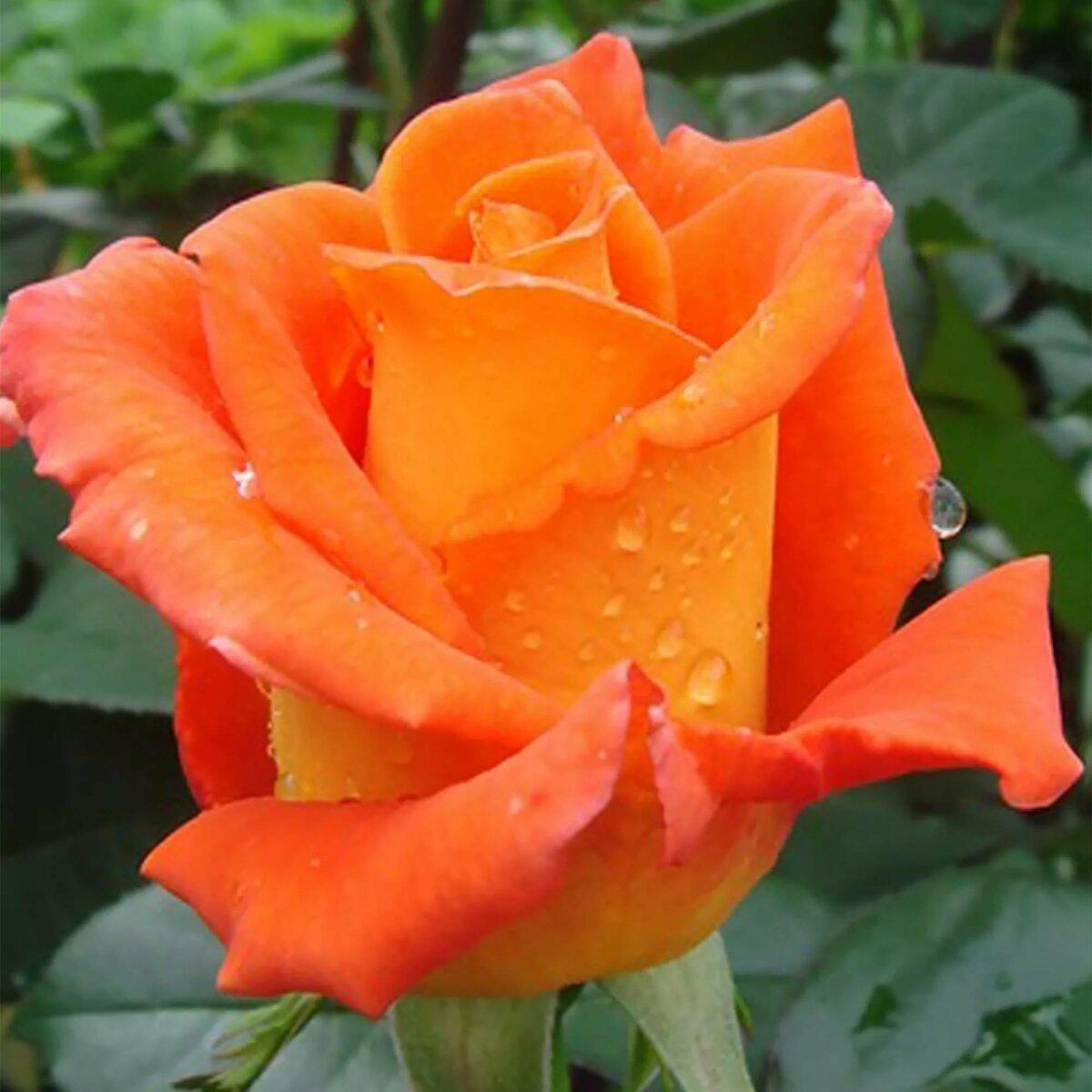 Оранжево Лососевые Розы