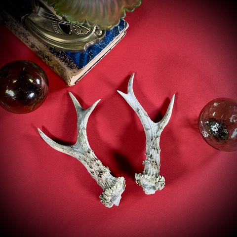 Рожки косули