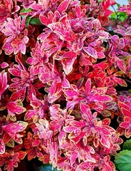 Marrakesh колеус КСР