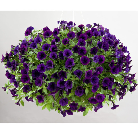 3228 Петуния LITTLETUNIA PURPLE BLUE