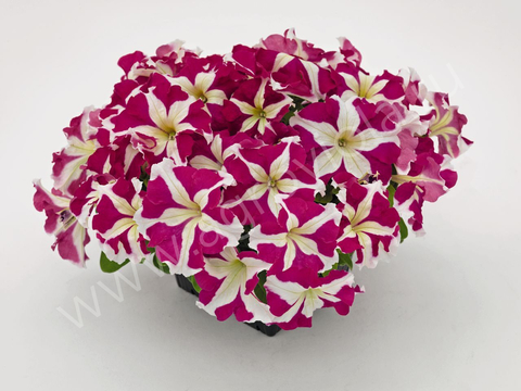 S60138 Петуния кустовая Grandiflora Succes!HD Rose Star 10шт.