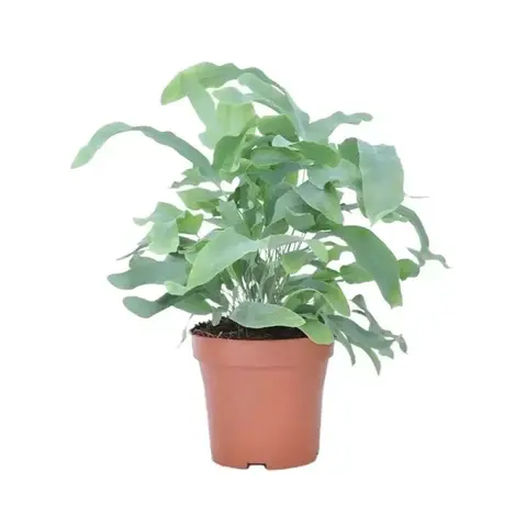 Папоротник 