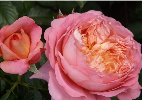 Мишель Онфрей(Michel Onfray)