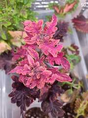 Purple Maria Тай колеус КСР