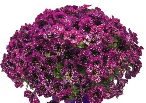 Петуния Splash Dance Magenta Mambo