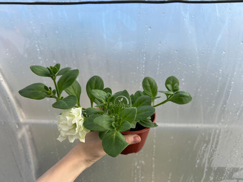 Петуния Тумбелина Диана