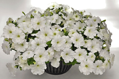S5719 Петуния ампельная Success White 5шт.