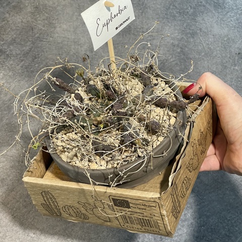 Эуфорбия Глобоза в керамике d15