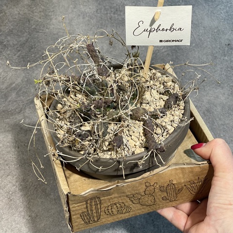 Эуфорбия Глобоза в керамике d15