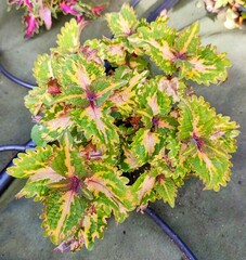 Lime Frill Tricolor Тай колеус КСР