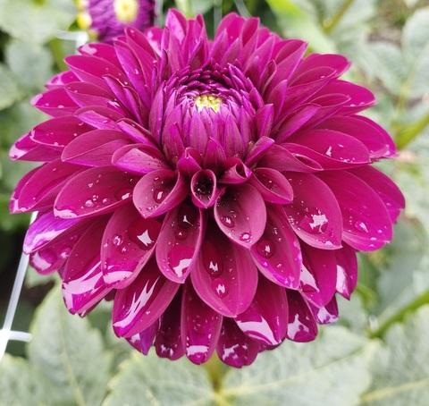 Георгин Джесси Джи (Jessi G)