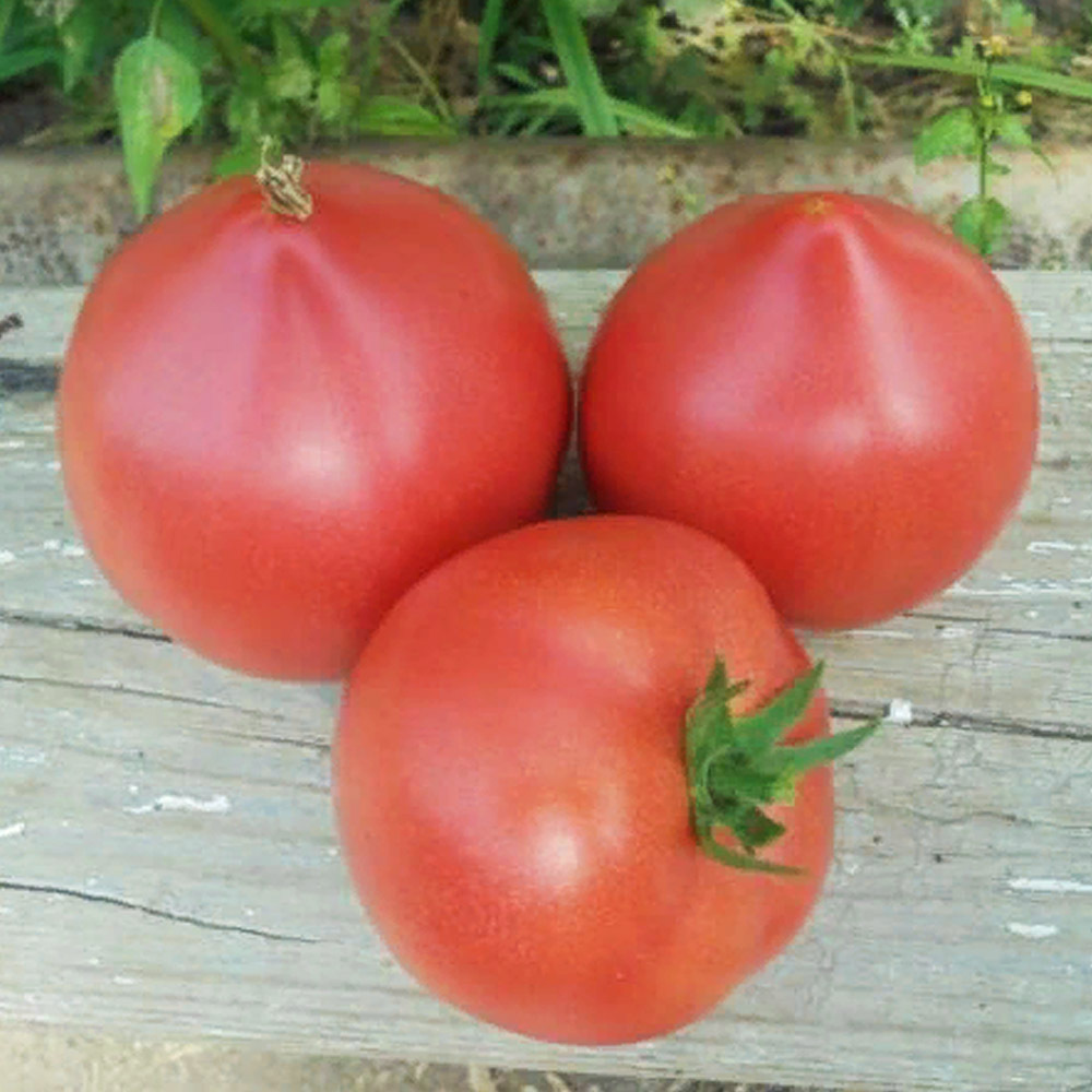 помидоры сорт микадо фото