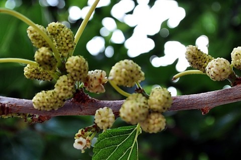 Шелковица (Тут) кормовая (атласная)
