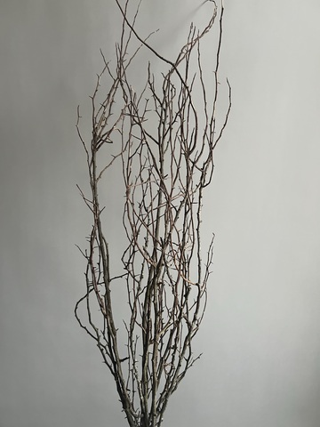 Ветки шиповника